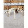 Image 6 : Set Of 233" Whitetail Shed Antlers