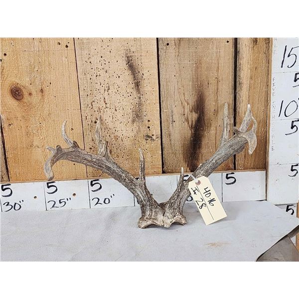 Rare Set Of Shared Pedicle Whitetail Shed Antlers