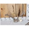 Image 1 : Rare Set Of Shared Pedicle Whitetail Shed Antlers
