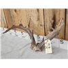 Image 2 : Rare Set Of Shared Pedicle Whitetail Shed Antlers