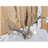 Image 3 : Rare Set Of Shared Pedicle Whitetail Shed Antlers