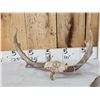 Image 4 : Rare Set Of Shared Pedicle Whitetail Shed Antlers