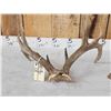 Image 5 : Rare Set Of Shared Pedicle Whitetail Shed Antlers