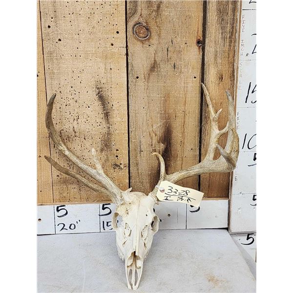 Freak Nontypical Double Main Beam Whitetail Antlers On Skull