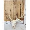 Image 1 : Freak Nontypical Double Main Beam Whitetail Antlers On Skull