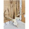 Image 2 : Freak Nontypical Double Main Beam Whitetail Antlers On Skull