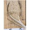 Image 4 : Freak Nontypical Double Main Beam Whitetail Antlers On Skull