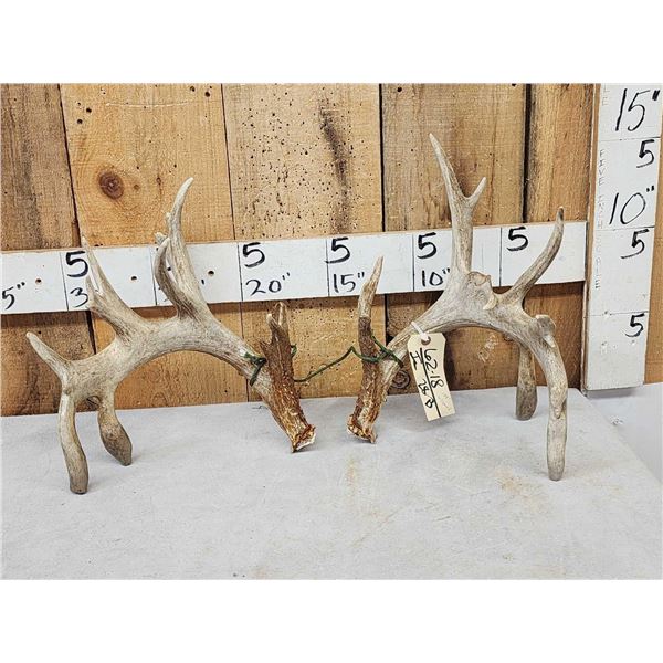 Set Of 199" Whitetail Shed Antlers