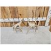Image 4 : Set Of 199" Whitetail Shed Antlers