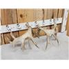 Image 5 : Set Of 199" Whitetail Shed Antlers