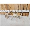 Image 6 : Set Of 199" Whitetail Shed Antlers