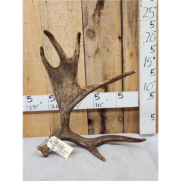 6 Lbs Self Standing Alaskan Moose Shed Antler