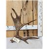 Image 1 : 6 Lbs Self Standing Alaskan Moose Shed Antler