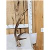 Image 2 : 6 Lbs Self Standing Alaskan Moose Shed Antler