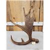 Image 3 : 6 Lbs Self Standing Alaskan Moose Shed Antler