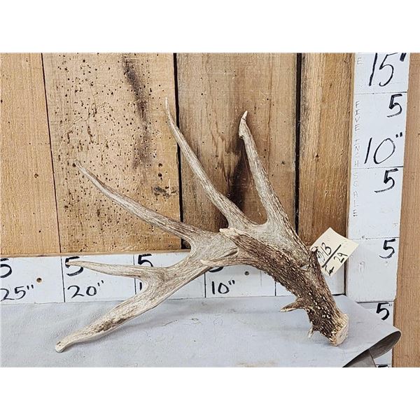 BIG Typical 6 Point Texas Whitetail Shed Antler