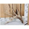 Image 1 : BIG Typical 6 Point Texas Whitetail Shed Antler