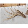 Image 2 : BIG Typical 6 Point Texas Whitetail Shed Antler