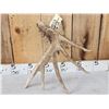 Image 3 : BIG Typical 6 Point Texas Whitetail Shed Antler