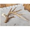 Image 4 : BIG Typical 6 Point Texas Whitetail Shed Antler