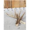 Image 5 : BIG Typical 6 Point Texas Whitetail Shed Antler