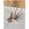 Image 6 : BIG Typical 6 Point Texas Whitetail Shed Antler
