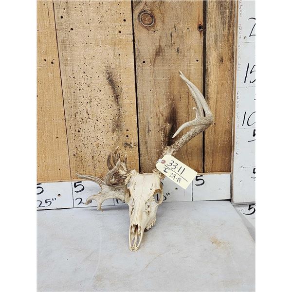 Freak Nontypical Whitetail Antlers On Skull