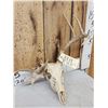 Image 2 : Freak Nontypical Whitetail Antlers On Skull