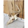 Image 3 : Freak Nontypical Whitetail Antlers On Skull