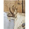 Image 4 : Freak Nontypical Whitetail Antlers On Skull
