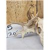 Image 5 : Freak Nontypical Whitetail Antlers On Skull