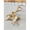 Image 6 : Freak Nontypical Whitetail Antlers On Skull