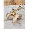 Image 7 : Freak Nontypical Whitetail Antlers On Skull