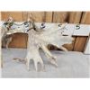 Image 10 : Set Of HEAVY MASS 277" Whitetail Shed Antlers