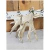 Image 11 : Set Of HEAVY MASS 277" Whitetail Shed Antlers