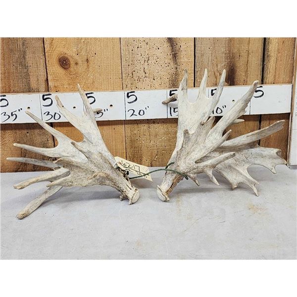 Set Of HEAVY MASS 277" Whitetail Shed Antlers