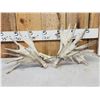 Image 1 : Set Of HEAVY MASS 277" Whitetail Shed Antlers