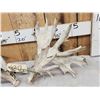 Image 2 : Set Of HEAVY MASS 277" Whitetail Shed Antlers