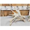 Image 3 : Set Of HEAVY MASS 277" Whitetail Shed Antlers