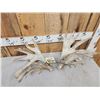Image 4 : Set Of HEAVY MASS 277" Whitetail Shed Antlers