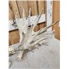 Image 5 : Set Of HEAVY MASS 277" Whitetail Shed Antlers