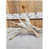 Image 6 : Set Of HEAVY MASS 277" Whitetail Shed Antlers