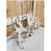 Image 7 : Set Of HEAVY MASS 277" Whitetail Shed Antlers