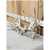 Image 8 : Set Of HEAVY MASS 277" Whitetail Shed Antlers