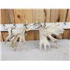 Image 9 : Set Of HEAVY MASS 277" Whitetail Shed Antlers