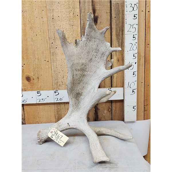 15.4 Lbs Self Standing Moose Shed Antler