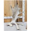 Image 1 : 15.4 Lbs Self Standing Moose Shed Antler