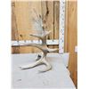 Image 2 : 15.4 Lbs Self Standing Moose Shed Antler