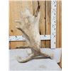 Image 3 : 15.4 Lbs Self Standing Moose Shed Antler
