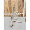 Image 4 : 15.4 Lbs Self Standing Moose Shed Antler